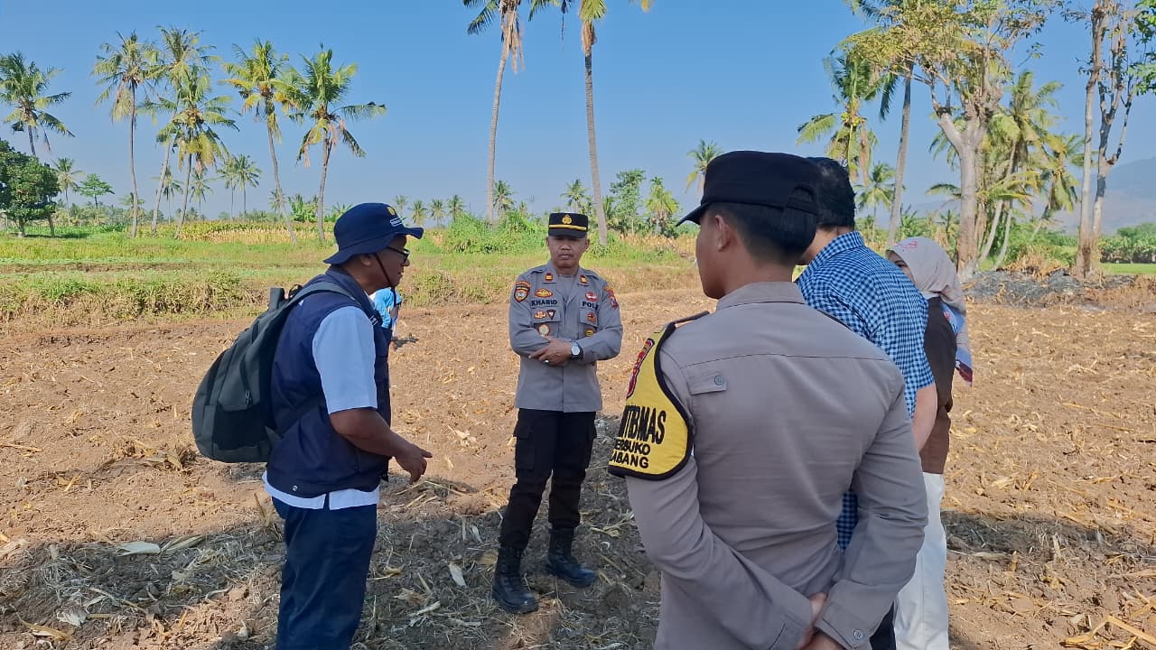 Polisi Turun ke Sawah, Polsek Cermee Kawal Ketahanan Pangan dari Lahan Jagung