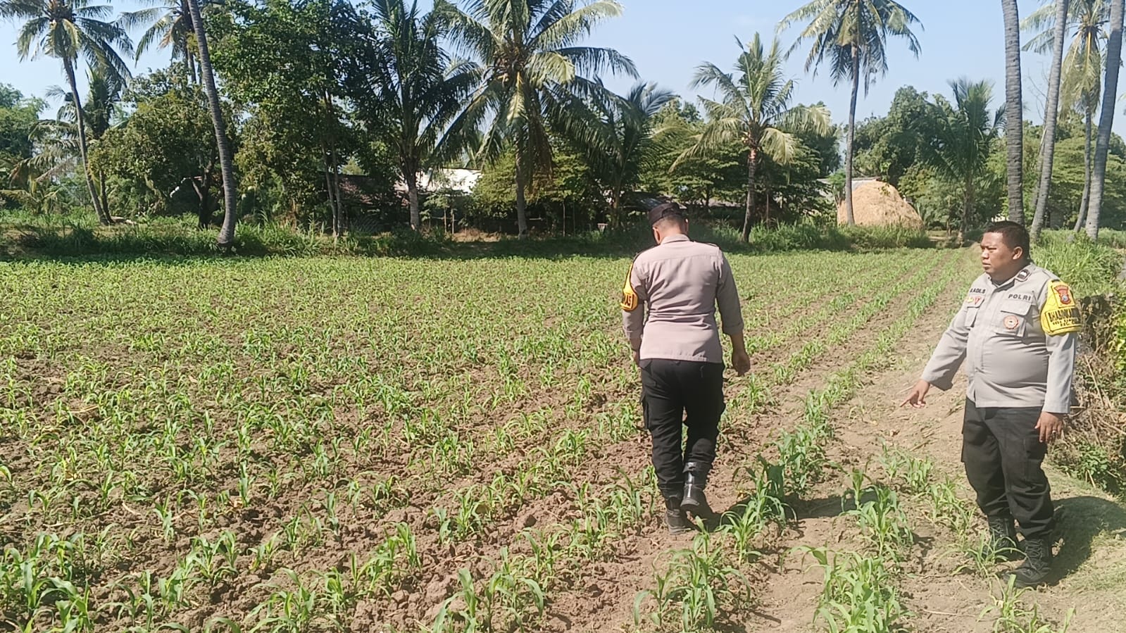 Polisi Tak Cuma Jaga Kamtibmas, Polsek Klabang Turun ke Sawah Tanam Jagung untuk Ketahanan Pangan